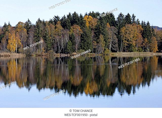 Germany, Upper Bavaria, View of birch trees and lake