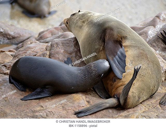 Brown Fur Seals (Arctocephalus pusillus), suckling, on Cape Cross, Namibia, Africa