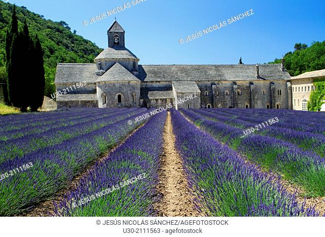 Lavender fields (Lavandula angustifolia), next to Senanque abbey, near to Gordes village. Apt district, in Vaucluse department and Provence-Alpes-Cote d'Azur...