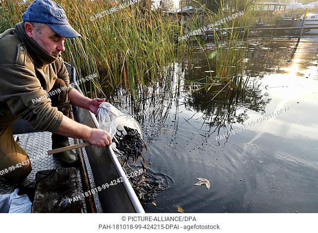 18 October 2018, Brandenburg, Potsdam: Fischer Mario Weber places young eels in the water at the reed belt of the Havel. As part of a pilot project to promote...