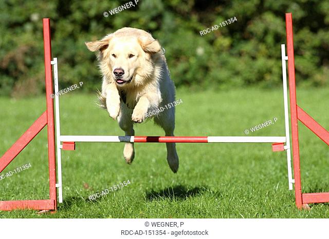 Golden Retriever agility jumping over hurdle