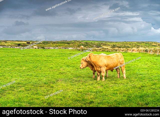 Two happy cows hugging each other on fresh green field on Cliffs of Moher, Wild Atlantic Way, County Clare, UNESCO, Ireland