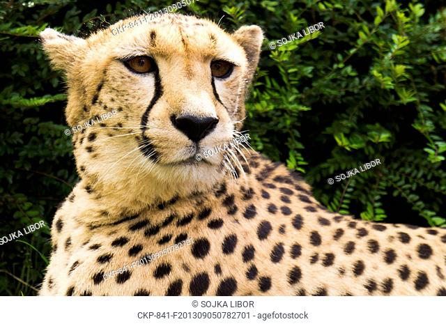 Cheetah, Gepard, Acinonyx jubatus, Zoo Chleby, Nymburk County, Czech Republic on September 1st, 2013 (CTK Photo/Libor Sojka)