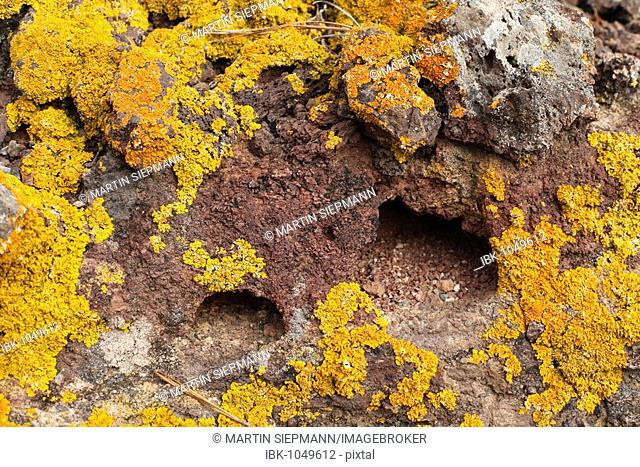 Sulphur lichen on lava stone, La Gomera, Canary Islands, Spain, Europe
