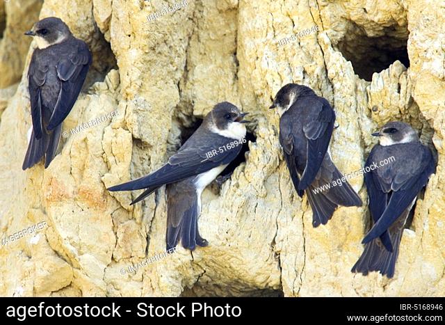 Sand Martins (Riparia riparia), swallow, swallows, Bulgaria, Europe