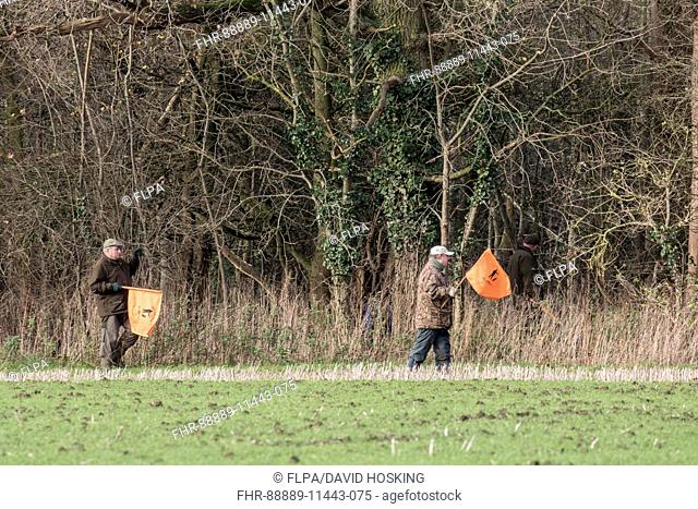 Beaters waving flags to move pheasants forward on shoot day, Boulge Suffolk