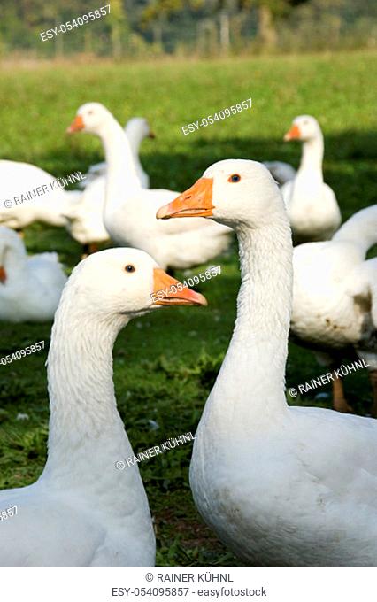 Penetrating gazes of white domestic geese