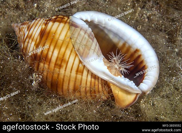 Sea anemone (Calliactis parasitica) usually associated with hermit crabs, here on a Mediterranean Bonnet shell (Semicassis granulata), Ponza island, Italy