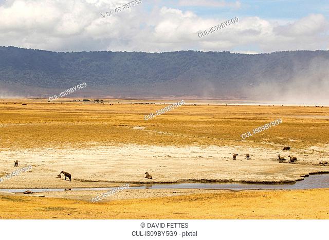 Landscape with spotted hyaena (crocuta crocuta), Ngorongoro Crater, Ngorongoro Conservation Area, Tanzania