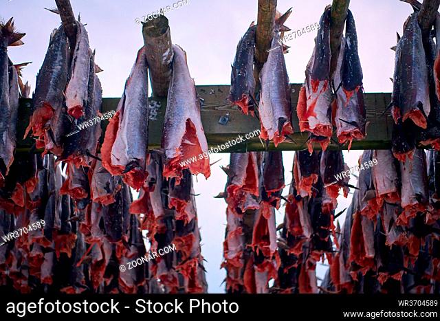 Air drying of Salmon fish on wooden structure for Traditional food preservation at Winter in Lofoten Islands, Norway Scandinavia