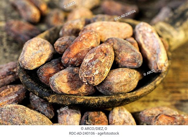 Cocoa beans / Theobroma cacao