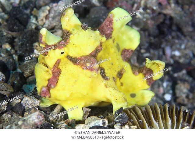 Yellow Dwarty Frogfish, Antennarius maculatus, Sulawesi, Lembeh Strait, Indonesia