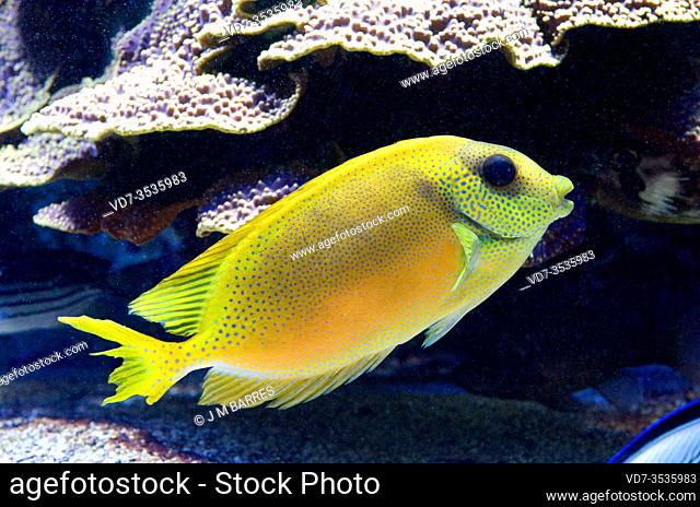 Bluespotted rabbitfish (Siganus corallinus) is a marine fish native to coral reefs of Indo-Pacific Ocean