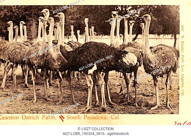 Ostrich farming in the United States, Agriculture in California, History of Pasadena, California, 1903, S. Pasadena, Cawston Ostrich Farm