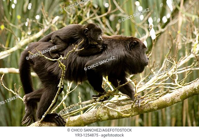 A black female howler monkey carries her baby as she climbs a tree in the Las Guacamayas Eco- tourist Center in the Montes Azules Biosphere Reserve in the...