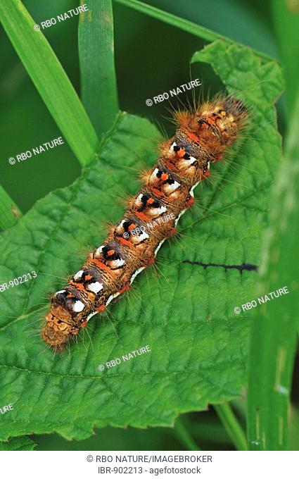 Caterpillar of the Knot Grass (Acronicta rumicis), moth