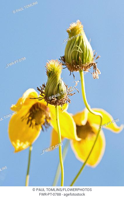 Yellow flowers of Clematis tangutica with fluffy seedheads in foreground against blue sky