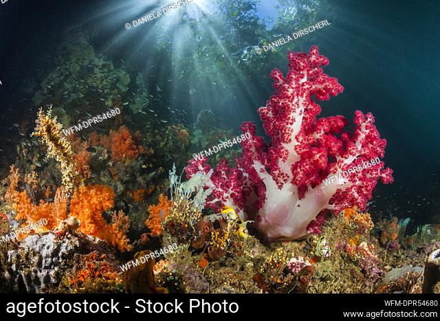 Soft Corals growing near Mangroves, Dendronephthya sp., Raja Ampat, West Papua, Indonesia
