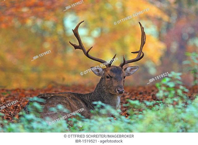 Fallow Deer (Dama dama) in an autumnal forest, Tierpark Weilburg Zoo, Hesse, Germany, Europe