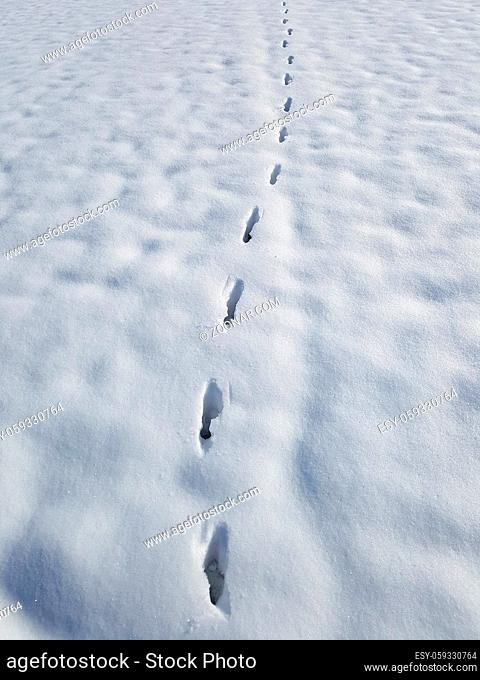 Fuchsspuren, Spuren, Schnee