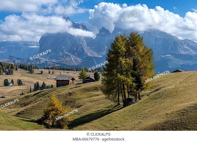 Alpe di Siusi/Seiser Alm, Dolomites, South Tyrol, Italy. Autumn colors on the Alpe di Siusi/Seiser Alm with the Sassolungo/Langkofel and the...