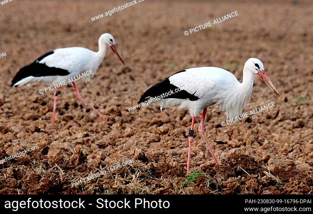 30 August 2023, Saxony, Schnaditz: Two white storks (Ciconia ciconia) search for food on a freshly plowed field in northern Saxony
