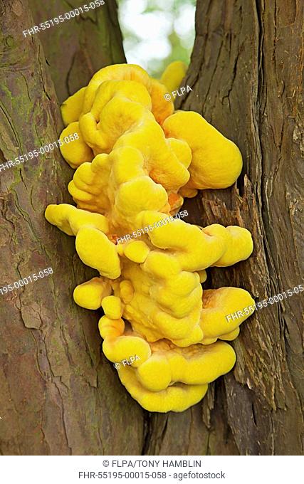 Chicken-of-the-woods Laetiporus sulphureus fruiting body, growing on Common Yew Taxus baccata trunk, Croome Park, Worcestershire, England, may