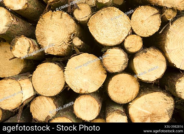 Stacked conifer logs in a managed woodland after harvest