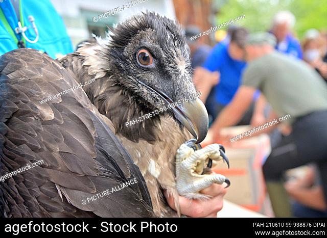 10 June 2021, Bavaria, Ramsau Bei Berchtesgaden: The female bearded vulture ""Wally"" waits to be placed in a transport crate before being taken to the...