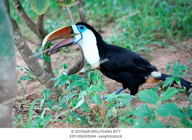 White throated toucan