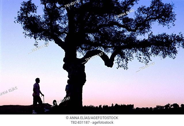 Silhouette of man with walking stick and dog in front of a centenary holm oak. Alentejo, Portugal