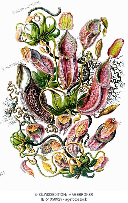 Historic illustration, Tropical Pitcher Plant (Nepenthaceaee), tablet 62, Ernst Haeckel, Kunstformen der Natur, Artforms of Nature