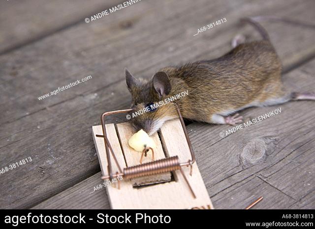 House mouse in trap