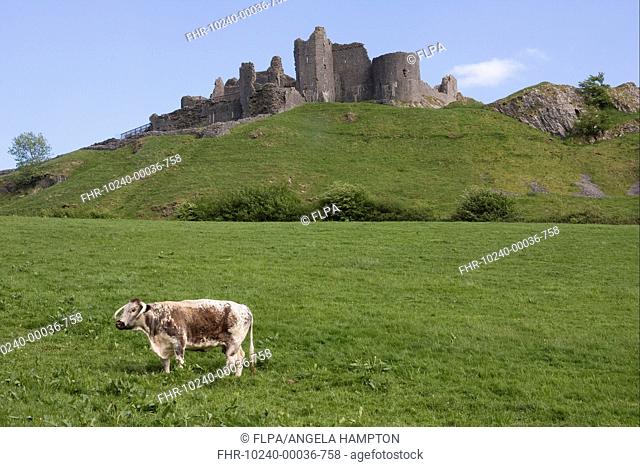 Domestic Cattle, Longhorn cow, standing in pasture, Carreg Cennen Castle in background, Black Mountains, Carmarthenshire, Wales, may