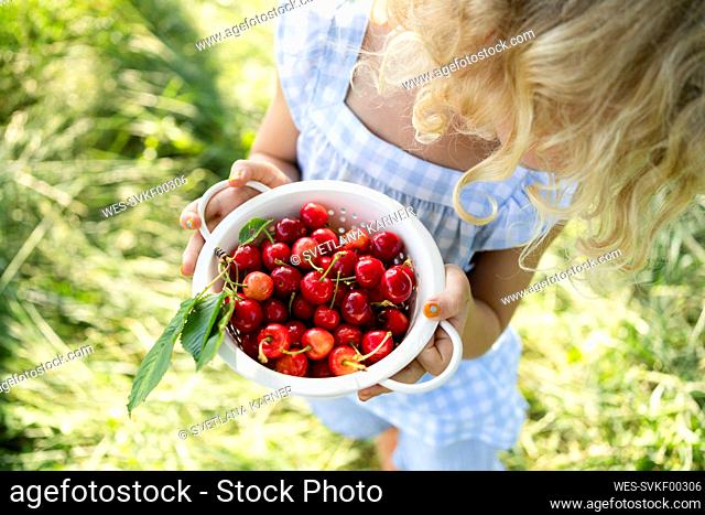 Girl holding colander of fresh red cherries