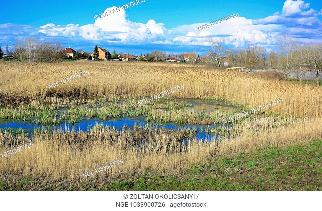 Tisza Lake Tisza to groundwater with reeds in Poroszlo, Hungary