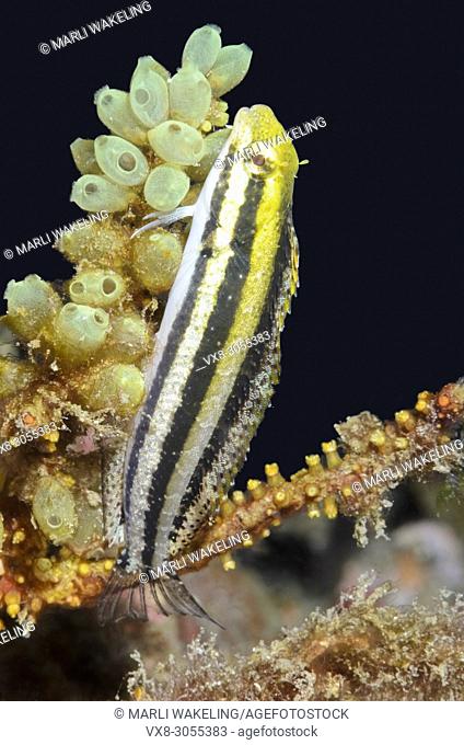 Shorthead fangblenny, Petroscirtes breviceps, Lembeh Strait, North Sulawesi, Indonesia, Pacific