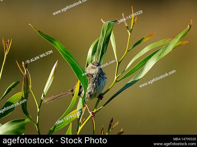 Karoo Prinia (Prinia maculosa), endemic in Southern Africa, Middlevlei Nature Reserve Overberg, South Africa