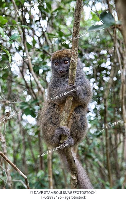 Eastern grey bamboo lemur, Ranomafana National Park, Madagascar