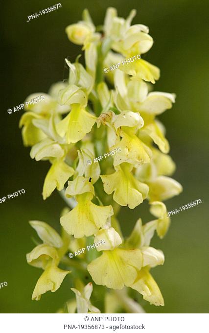 Pale-flowered Orchid Orchis pallens - Oberspier, Harz, KyffhÃ¨userkreis, Thuringia, ThÆ’ringen, Germany, Europe
