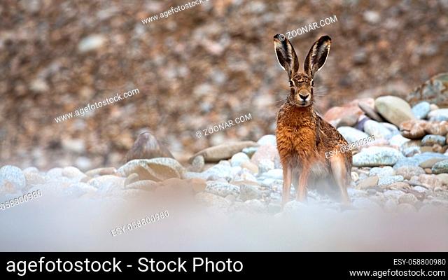 Brown hare, lepus europaeus, sitting on stones and looking to the camera. Animal with long ears on a gravel of riverside from low angle with copy space