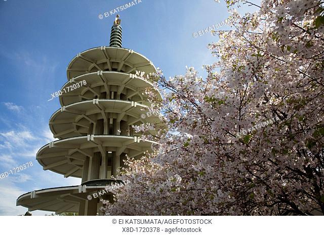 Japanese sakura cherry blossom trees in bloom at Peace Plaza in Japantown, San Francisco, California, USA