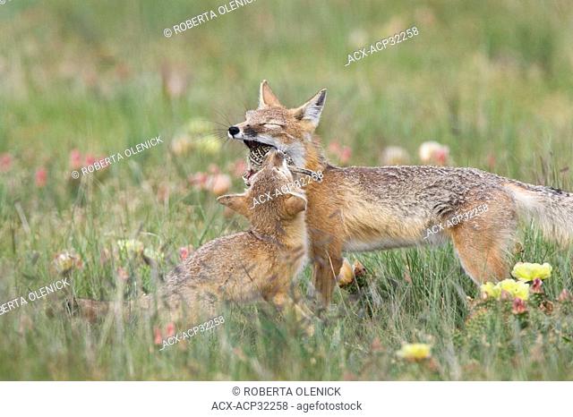 Swift fox Vulpes velox, adult delivering thirteen-lined ground squirrel Spermophilus tridecemlineatus to kit, near Pawnee National Grassland, Colorado