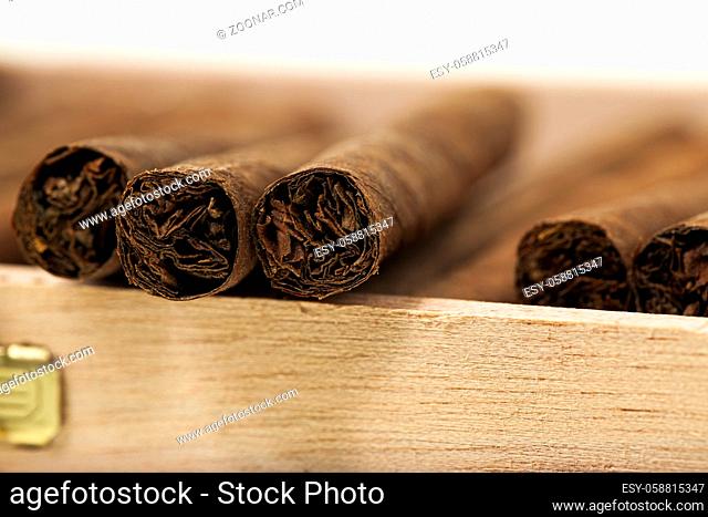 cigars lying in a box. small depth of sharpness