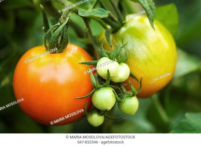 Two Large Red Tomatos and a Bunch of Small Green Tomatoes Growing on Plant. Solanum lycopersicon