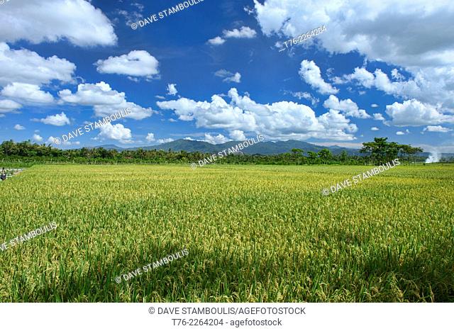 rice fields in rural East Java, Indonesia