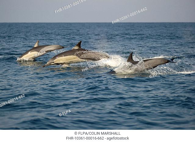Long-beaked Common Dolphin Delphinus capensis three adults, porpoising, jumping from sea, offshore Port St Johns, Wild Coast, Eastern Cape Transkei