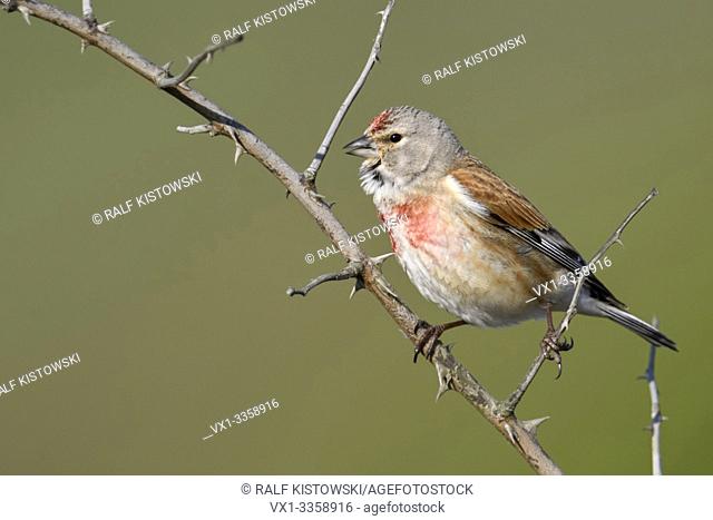 Common Linnet / Bluthänfling ( Carduelis cannabina ), male bird in breeding dress, singing, perched on a dry thorny blackberry tendril, wildlife, Europe