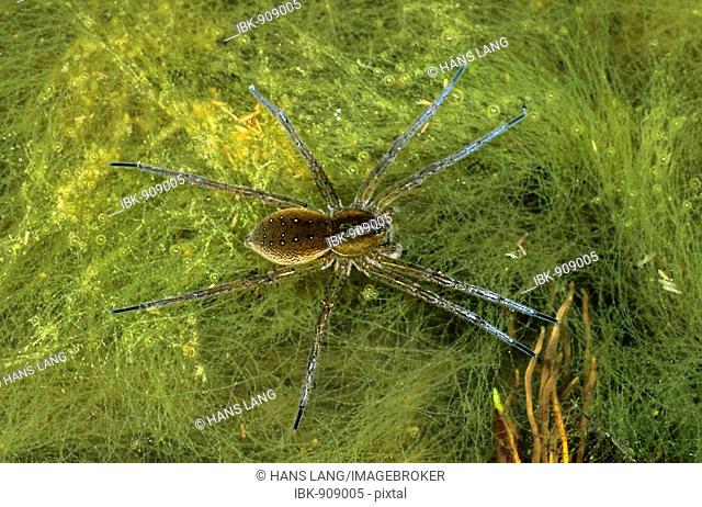 Great Raft Spider (Dolomedes plantarius) on the surface of a pond filled with matted algae, Hortobágy National Park, Hungary, Europe