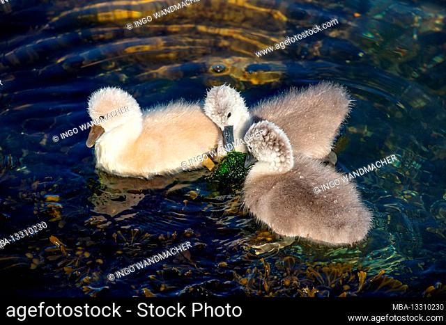 Schleswig-Holstein, Travemünde. Swan chicks on the Baltic Sea